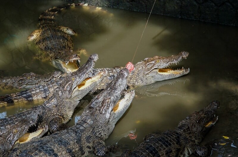 câu cá sấu suối nước nóng bình châu